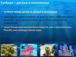 Сунђери – дисање и излучивање
 Сунђери немају органе за дисање и излучивање
 Свака ћелија узима кисеоник из воде за себе и избацује угљен-
диоксид – као и праживотиње, свака ћелија дише целом
површином
 Свака ћелија има контрактилне вакуоле, као и праживотиње.
Помоћу њих избацују вишак воде.
 