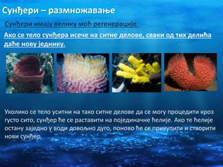 Сунђери – размножавање
Сунђери имају велику моћ регенерације.
Ако се тело сунђера исече на ситне делове, сваки од тих делића
даће нову једнику.
Уколико се тело уситни на тако ситне делове да се могу процедити кроз
густо сито, сунђер ће се раставити на појединачне ћелије. Ако те ћелије
остану заједно у води довољно дуго, поново ће се прикупити и створити
нови сунђер.
 