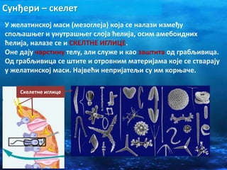 Сунђери – скелет
Скелетне иглице
У желатинској маси (мезоглеја) која се налази између
спољашњег и унутрашњег слоја ћелија, осим амебоидних
ћелија, налазе се и СКЕЛТНЕ ИГЛИЦЕ.
Оне дају чврстину телу, али служе и као заштита од грабљивица.
Од грабљивица се штите и отровним материјама које се стварају
у желатинској маси. Највећи непријатељи су им корњаче.
 