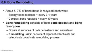 6.6 Bone Remodeling
• About 5–7% of bone mass is recycled each week
– Spongy bone replaced ~ every 3-4 years
– Compact bone replaced ~ every 10 years
• Bone remodeling consists of both bone deposit and bone
resorption
– Occurs at surfaces of both periosteum and endosteum
– Remodeling units: packets of adjacent osteoblasts and
osteoclasts coordinate remodeling process
© 2016 Pearson Education, Inc.
 