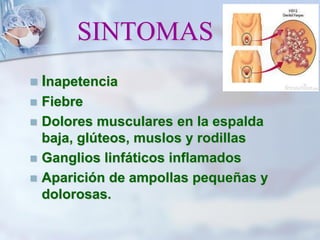 SINTOMAS
 Inapetencia
 Fiebre
 Dolores musculares en la espalda
baja, glúteos, muslos y rodillas
 Ganglios linfáticos inflamados
 Aparición de ampollas pequeñas y
dolorosas.
 