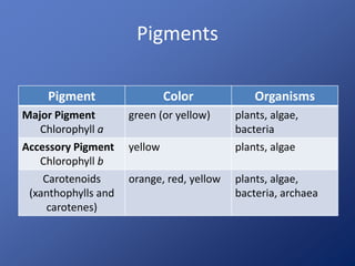 Biology Lecture - Photosynthesis | PPTX