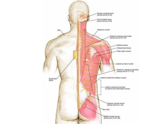 Muscles And Nerves Of The Back