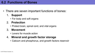 6.2 Functions of Bones
• There are seven important functions of bones:
1. Support
• For body and soft organs
2. Protection
• Protect brain, spinal cord, and vital organs
3. Movement
• Levers for muscle action
4. Mineral and growth factor storage
• Calcium and phosphorus, and growth factors reservoir
© 2016 Pearson Education, Inc.
 