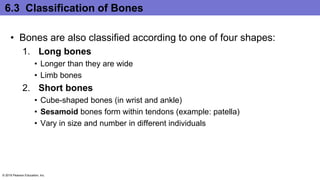 6.3 Classification of Bones
• Bones are also classified according to one of four shapes:
1. Long bones
• Longer than they are wide
• Limb bones
2. Short bones
• Cube-shaped bones (in wrist and ankle)
• Sesamoid bones form within tendons (example: patella)
• Vary in size and number in different individuals
© 2016 Pearson Education, Inc.
 