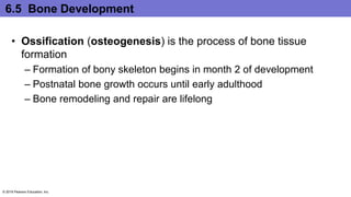 6.5 Bone Development
• Ossification (osteogenesis) is the process of bone tissue
formation
– Formation of bony skeleton begins in month 2 of development
– Postnatal bone growth occurs until early adulthood
– Bone remodeling and repair are lifelong
© 2016 Pearson Education, Inc.
 