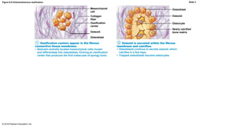 Mesenchymal
cell
Osteoblast
Osteoid
Osteocyte
Newly calcified
bone matrixOsteoid
Osteoblast
Ossification centers appear in the fibrous
connective tissue membrane.
Osteoid is secreted within the fibrous
membrane and calcifies.
• Selected centrally located mesenchymal cells cluster
and differentiate into osteoblasts, forming an ossification
center that produces the first trabeculae of spongy bone.
• Osteoblasts continue to secrete osteoid, which
calcifies in a few days.
• Trapped osteoblasts become osteocytes.
Ossification
center
Collagen
fiber
Figure 6.9 Intramembranous ossification.
© 2016 Pearson Education, Inc.
1 2
Slide 3
 