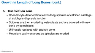 Growth in Length of Long Bones (cont.)
5. Ossification zone
– Chondrocyte deterioration leaves long spicules of calcified cartilage
at epiphysis-diaphysis junction
– Spicules are then eroded by osteoclasts and are covered with new
bone by osteoblasts
– Ultimately replaced with spongy bone
– Medullary cavity enlarges as spicules are eroded
© 2016 Pearson Education, Inc.
 