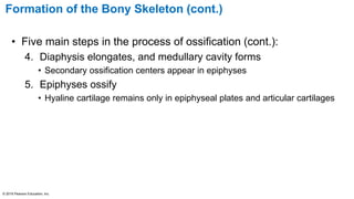 Formation of the Bony Skeleton (cont.)
• Five main steps in the process of ossification (cont.):
4. Diaphysis elongates, and medullary cavity forms
• Secondary ossification centers appear in epiphyses
5. Epiphyses ossify
• Hyaline cartilage remains only in epiphyseal plates and articular cartilages
© 2016 Pearson Education, Inc.
 