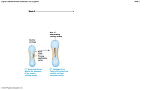 Figure 6.8 Endochondral ossification in a long bone.
© 2016 Pearson Education, Inc.
Week 9
Area of
deteriorating
cartilage matrix
Hyaline
cartilage
Primary
ossification
center
Bone
collar
1 Bone collar forms
around the diaphysis
of the hyaline
cartilage model.
Cartilage in the
center of the diaphysis
calcifies and then
develops cavities.
1 2
Slide 3
 