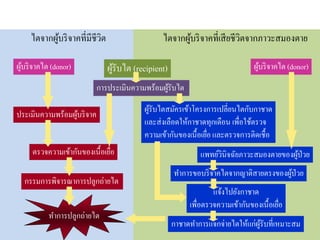 ไตจากผู้บริจาคที่มีชีวิต
การประเมินความพร้อมผู้รับไต
ไตจากผู้บริจาคที่เสียชีวิตจากภาวะสมองตาย
ประเมินความพร้อมผู้บริจาค
แพทย์วินิจฉัยภาวะสมองตายของผู้ป่วย
ทาการขอบริจาคไตจากญาติสายตรงของผู้ป่วย
แจ้งไปยังกาชาด
เพื่อตรวจความเข้ากันของเนื้อเยื่อ
ผู้รับไตสมัครเข้าโครงการเปลี่ยนไตกับกาชาด
และส่งเลือดให้กาชาดทุกเดือน เพื่อใช้ตรวจ
ความเข้ากันของเนื้อเยื่อ และตรวจการติดเชื้อ
กาชาดทาการแจกจ่ายไตให้แก่ผู้รับที่เหมาะสม
ตรวจความเข้ากันของเนื้อเยื่อ
ผู้รับไต (recipient)ผู้บริจาคไต (donor) ผู้บริจาคไต (donor)
ทาการปลูกถ่ายไต
กรรมการพิจารณาการปลูกถ่ายไต
 