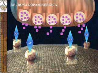 NEURONA DOPAMINÉRGICA
AP
AP
AP
AP
 