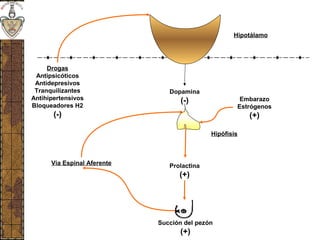 Hipotálamo
Dopamina
(-)
Hipófisis
Embarazo
Estrógenos
(+)
Succión del pezón
(+)
Prolactina
(+)
Vía Espinal Aferente
Drogas
Antipsicóticos
Antidepresivos
Tranquilizantes
Antihipertensivos
Bloqueadores H2
(-)
 