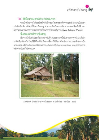 L a b S c h o o l P r o j e c t
51
มหัศจรรย์ป่าสาคู
51
ใบ : ใช้เย็บจากมุงหลังคา ห่อขนมจาก
	 ชาวบ้านในภาคใต้ของไทยรู้จักวิธีการนำ�ใบสาคูมาทำ�จากมุงหลังคามาเป็นเวลา
กว่าร้อยปีแล้ว หลังคาที่ทำ�จากใบสาคู สามารถป้องกันความร้อนจากแสงอาทิตย์ได้ดี และ
มีความทนทานมากกว่าหลังคาจากที่ทำ�มาจากใบของต้นจาก (Nypa fruticans Wurmb.)  
	 ขั้นตอนการทำ�จากใบสาคู
เริ่มจากนำ�ใบย่อยของใบสาคูมาพับที่จุดประมาณหนึ่งในสามจากฐานใบ แล้วนำ�
มาจัดเรียงซ้อนกัน โดยใช้ไม้ไผ่หรือไม้หมากซึ่งผ่าให้มีขนาดโตประมาณ 2 เซนติเมตร เป็น
แกนกลาง แล้วจึงเย็บด้วยเปลือกนอกของต้นคล้า (Schumannianthus spp.) หรือหวาย
หลังจากนั้นนำ�ไปตากแดด
แสดงภาพ บ้านหลังคามุงจากในชนบท ต.นาข้าวเสีย อ.นาโยง จ.ตรัง
 