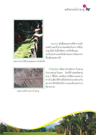 L a b S c h o o l P r o j e c t
53
มหัศจรรย์ป่าสาคู
ขนมจาก เป็นชื่อขนมหวานที่ทำ�จากแป้ง
มะพร้าวและน้ำ�ตาล โดยห่อด้วยใบจาก หรือใบ
สาคู เมื่อนำ�ไปปิ้งหรือย่าง จะให้กลิ่นหอม
(น่ารับประทาน)จนถือได้ว่าขนมจากเป็นอาหาร
พื้นเมืองของชาวใต้
แสดงภาพการใช้ใบสาคูห่อขนมจากในท้องถิ่น
แสดงภาพไม้กวาดจากก้านสาคู
ก้านใบย่อย หรือชาวบ้านเรียกว่า ก้านสาคู
นำ�มาเหลาเอาใบออก โดยใช้ก้านของต้นสาคู
อายุ 2 ปีขึ้นไป และต้องการให้มีความทนทาน
ชาวบ้านเลือกใช้ก้านที่แข็งโดยนำ�มามัดรวมกัน
ขนาดกำ�มือใช้เป็นไม้กวาดและตีแมลงต่างๆ
ที่มารบกวน
 