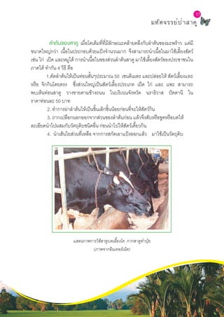 L a b S c h o o l P r o j e c t
57
มหัศจรรย์ป่าสาคู
57
	 ลำ�ต้นของสาคู เมื่อโตเต็มที่ที่มีลักษณะคล้ายคลึงกับลำ�ต้นของมะพร้าว แต่มี
ขนาดใหญ่กว่า เนื้อในประกอบด้วยแป้งจำ�นวนมาก จึงสามารถนำ�เนื้อในมาใช้เลี้ยงสัตว์
เช่น ไก่ เป็ด และหมูได้ การนำ�เนื้อในของส่วนลำ�ต้นสาคู มาใช้เลี้ยงสัตว์ของประชาชนใน
ภาคใต้ ทำ�กัน 4 วิธี คือ
	 1.ตัดลำ�ต้นให้เป็นท่อนสั้นๆประมาณ 50 เซนติเมตร และปล่อยให้ สัตว์เลี้ยงแทะ
หรือ จิกกินโดยตรง ซึ่งส่วนใหญ่เป็นสัตว์เลี้ยงประเภท เป็ด ไก่ และ แพะ สามารถ
พบเห็นท่อนสาคู วางขายตามข้างถนน ในบริเวณจังหวัด นราธิวาส ปัตตานี ใน
ราคาท่อนละ 50 บาท
	 2. ทำ�การผ่าลำ�ต้นให้เป็นชิ้นเล็กชิ้นน้อยก่อนที่จะให้สัตว์กิน
	 3. ถากเปลือกนอกออกจากส่วนของลำ�ต้นก่อน แล้วจึงสับหรือขูดหรือบดให้
ละเอียดนำ�ไปผสมกับวัตถุดิบชนิดอื่น ก่อนนำ�ไปให้สัตว์เคี้ยวกิน
	 4. นำ�เส้นใยส่วนที่เหลือ จากการสกัดเอาแป้งออกแล้ว มาใช้เป็นวัตถุดิบ
แสดงภาพการใช้สาคูบดเลี้ยงโค กากสาคูทำ�ปุ๋ย
(ภาพจากอินเทอร์เน็ต)
 