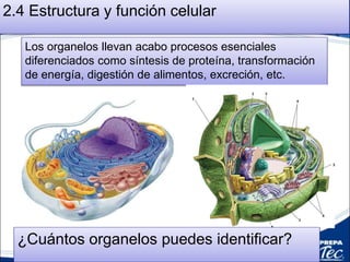 Los organelos llevan acabo procesos esenciales
diferenciados como síntesis de proteína, transformación
de energía, digestión de alimentos, excreción, etc.
¿Cuántos organelos puedes identificar?
2.4 Estructura y función celular
 