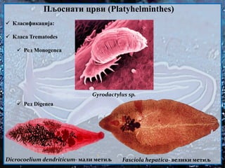  Класификација:
 Класа Trematodes
 Ред Monogenea
 Ред Digenea
Пљоснати црви (Platyhelminthes)
Gyrodactylus sp.
Dicrocoelium dendriticum- мали метиљ Fasciola hepatica- велики метиљ
 