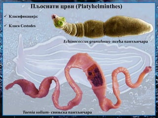  Класификација:
 Класа Cestodes
Пљоснати црви (Platyhelminthes)
Taenia solium- свињска пантљичара
Echinococcus granulosus- псећа пантљичара
 