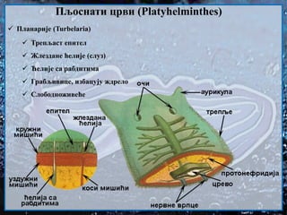  Планарије (Turbelaria)
 Трепљаст епител
 Жлездане ћелије (слуз)
 Ћелије са рабдитима
 Грабљивице, избацују ждрело
 Слободноживеће
Пљоснати црви (Platyhelminthes)
 