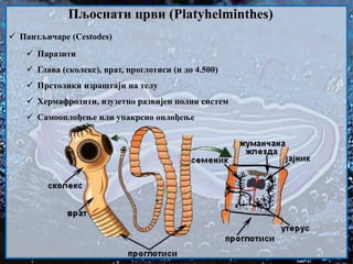  Пантљичаре (Cestodes)
 Паразити
 Глава (сколекс), врат, проглотиси (и до 4.500)
 Прстолики израштаји на телу
 Хермафродити, изузетно развијен полни систем
 Самооплођење или унакрсно оплођење
Пљоснати црви (Platyhelminthes)
 