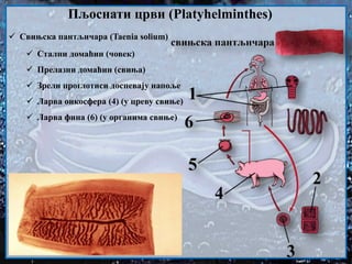 Свињска пантљичара (Taenia solium)
 Стални домаћин (човек)
 Прелазни домаћин (свиња)
 Зрели проглотиси доспевају напоље
 Ларва онкосфера (4) (у цреву свиње)
 Ларва фина (6) (у органима свиње)
Пљоснати црви (Platyhelminthes)
 