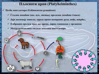  Псећа пантљичара (Echinococcus granulosus)
 Стални домаћин (пас, вук, лисица), прелазни домаћин (човек)
 Јаја доспевају напоље, зараза преко неопраних руку, воћа, поврћа...
 Ембриони пролазе кроз зид црева, ларва ехинокока у органима
 Мехур са неколико хиљада зачетака пантљичара
Пљоснати црви (Platyhelminthes)
 