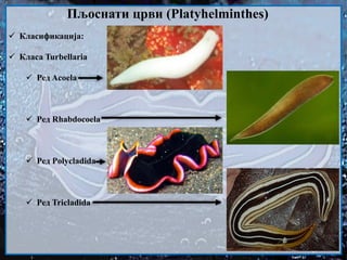  Класификација:
 Класа Turbellaria
 Ред Acoela
 Ред Rhabdocoela
 Ред Polycladida
 Ред Tricladida
Пљоснати црви (Platyhelminthes)
 