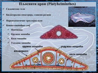 Пљоснати црви (Platyhelminthes)
 Спљоштено тело
 Билатерална симетрија, главени регион
 Паренхиматично трослојно тело
 Кожно-мишићни слој
 Покожица
 Кружни мишићи
 Коси мишићи
 Уздужни мишићи
 