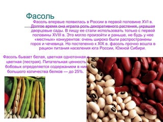 Фасоль
Фасоль бывает белая, цветная однотонная и
цветная (пестрая). Питательная ценность
бобовых определяется содержанием в них
большого количества белков — до 25%.
Фасоль впервые появилась в России в первой половине XVI в.
Долгое время она играла роль декоративного растения, украшая
дворцовые сады. В пищу ее стали использовать только с первой
половины XVIII в. Это могло произойти и раньше, не будь у нее
«местных» конкурентов: очень широко были распространены
горох и чечевица. Но постепенно к XIX в. фасоль прочно вошла в
рацион питания населения юга России, Южной Сибири.
 