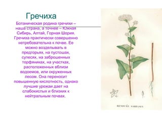 Гречиха
Ботаническая родина гречихи –
наша страна, а точнее – Южная
Сибирь, Алтай, Горная Шория.
Гречиха практически совершенно
нетребовательна к почве. Ее
можно возделывать в
предгорьях, на пустошах,
супесях, на заброшенных
торфяниках, на участках,
расположенных вблизи
водоемов, или окруженных
лесом. Она переносит
повышенную кислотность, однако
лучшие урожаи дает на
слабокислых и близких к
нейтральным почвах.
 