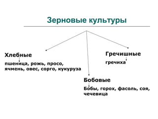 Зерновые культуры
Хлебные
пшеница, рожь, просо,
ячмень, овес, сорго, кукуруза
Бобовые
Бобы, горох, фасоль, соя,
чечевица
Гречишные
гречиха
 