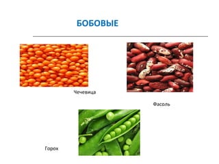 Чечевица
Горох
Фасоль
БОБОВЫЕ
 