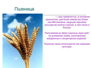Пшеница
— род травянистых, в основном
однолетних, растений семейства Злаки,
или Мятликовые, ведущая зерновая
культура во многих странах, в том числе и
России.
Получаемая из зёрен пшеницы мука идёт
на выпекание хлеба, изготовление
макаронных и кондитерских изделий.
Пшеница также используется как кормовая
культура.
 
