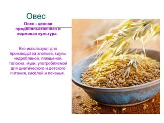 Овес
Овес - ценная
продовольственная и
кормовая культура.
Его используют для
производства хлопьев, крупы
недробленой, плющеной,
толокна, муки, употребляемой
для диетического и детского
питания, киселей и печенья.
 