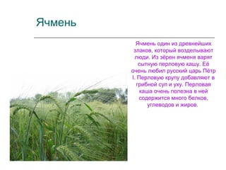 Ячмень
Ячмень один из древнейших
злаков, который возделывают
люди. Из зёрен ячменя варят
сытную перловую кашу. Её
очень любил русский царь Пётр
I. Перловую крупу добавляют в
грибной суп и уху. Перловая
каша очень полезна в ней
содержится много белков,
углеводов и жиров.
 