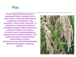 Рис
Рисом питается большая часть
населения Земли, прежде всего в
Азии. Нашу планету условно можно
разделить на западный “мир
пшеницы” и восточный “мир риса”. К
сожалению, в процессе очистки и
шлифовки рисовых зёрен удаляются
витамины, белок и клетчатка.
Остаётся легко перевариваемый и
дающий много энергии крахмал. Это
свойство широко используется в
диетическом питании.
Относительными противопоказаниями
являются ожирение, сахарный
диабет.
 