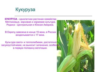 Кукуруза
КУКУРУЗА - однолетнее растение семейства
Мятликовые, зерновая и кормовая культура.
Родина - Центральная и Южная Америка.
В Европу завезена в конце 15 века, в России
возделывается с 17 века.
Культура свето- и теплолюбивая, достаточно
засухоустойчивая, не выносит затенения, особенно
в первую половину вегетации.
 