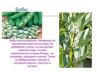 Бобы
Бобы использовались человеком на
протяжении всей его истории. Их
добавляют в супы, из них делают
варёное пюре, готовят
всевозможные вторые блюда - со
специями, овощами и мясом. Также
из бобов делают горячие и
холодные закуски, паштеты и
салаты
 