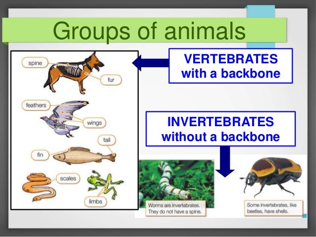 types of animals types of animals