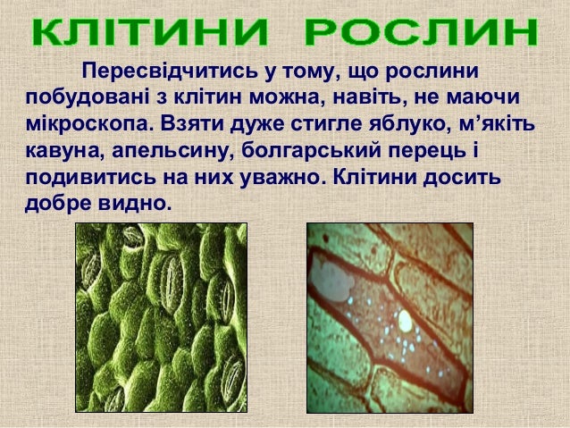 клітина рослин 6