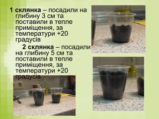 1 склянка – посадили на
глибину 3 см та
поставили в тепле
приміщення, за
температури +20
градусів
2 склянка – посадили
на глибину 5 см та
поставили в тепле
приміщення, за
температури +20
градусів
 
