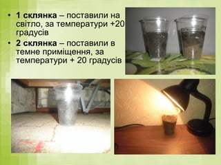 • 1 склянка – поставили на
світло, за температури +20
градусів
• 2 склянка – поставили в
темне приміщення, за
температури + 20 градусів
 