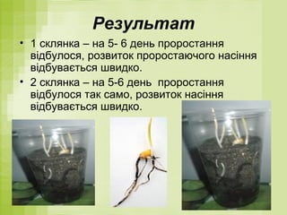 Результат
• 1 склянка – на 5- 6 день проростання
відбулося, розвиток проростаючого насіння
відбувається швидко.
• 2 склянка – на 5-6 день проростання
відбулося так само, розвиток насіння
відбувається швидко.
 
