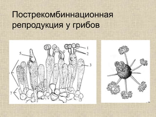 Пострекомбиннационная
репродукция у грибов
 