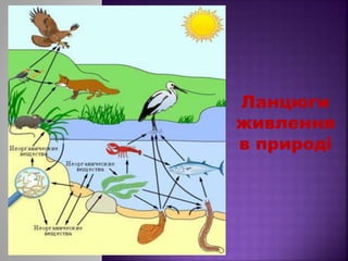 Ланцюги
живлення
в природі
 