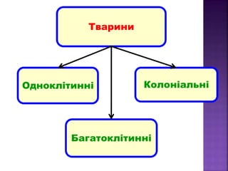 Тварини
Одноклітинні
Багатоклітинні
Колоніальні
 