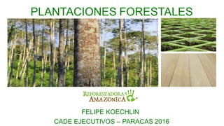 PLANTACIONES FORESTALES
FELIPE KOECHLIN
CADE EJECUTIVOS – PARACAS 2016
 