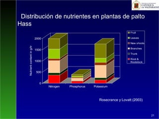 Rosecrance y Lovatt (2003)
Distribución de nutrientes en plantas de palto
Hass
21
0
500
1000
1500
2000
Nutrientcontenting/tree
Nitrogen Phosphorus Potassium
Fruit
Leaves
New shoots
Branches
Trunk
Root &
Rootstock
 