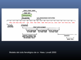 Modelo del ciclo fenológico de cv Hass. Lovatt 2000
MAY JUN AGO SEP OCT DIC ENE FEB MAR ABR MAY JUN JUL AGO SEP OCT NOV DIC ENE
 
